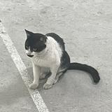 由 zzqai (刊登 ID 1348931625，圖片 1) 提交，位於 的 (類別：)，說明：。
