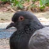 (Category: ) located in . Submitted by buythingsmanywin (Listing ID 1379473006, Image 1). Description: .