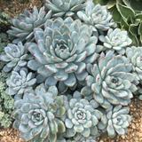(Category: ) located in . Submitted by fattysucculent (Listing ID 1377140430, Image 1). Description: .