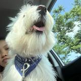 (Category: ) located in . Submitted by _samtang (Listing ID 1381031728, Image 1). Description: .