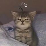 由 wang_sir (刊登 ID 1357367052，圖片 1) 提交，位於 的 (類別：)，說明：。