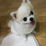 (Category: ) located in . Submitted by shop.besties (Listing ID 1385283922, Image 1). Description: .