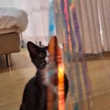 (Category: ) located in . Submitted by green.1314 (Listing ID 1377725449, Image 1). Description: .