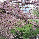 （分類：）位於 。 由 love_annlai 提交（商品編號 1377577077，圖片 1）。簡介： 。