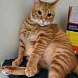 由 2catandme (刊登 ID 1351452739，圖片 1) 提交，位於 的 (類別：)，說明：。