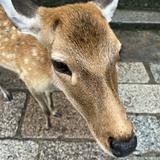 （分類：）位於 。 由 gudetamabbb 提交（商品編號 1361990840，圖片 1）。簡介： 。