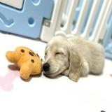 （分類：）位於 。 由 2022newbee 提交（商品編號 1328678725，圖片 1）。簡介： 。