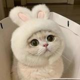 （分類：）位於 。 由 janjanj 提交（商品編號 1348606387，圖片 1）。簡介： 。