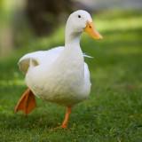 由 duck69738 (刊登 ID 1372186997，圖片 1) 提交，位於 的 (類別：)，說明：。