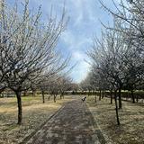 （分類：）位於 。 由 s_ss_s 提交（商品編號 1366701791，圖片 1）。簡介： 。