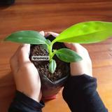 (Kategori: ) berada di . Dikirim oleh agropurworejo (ID iklan 1385521249, Gambar 1). Deskripsi: .
