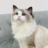 （分類：）位於 。 由 outlemeow 提交（商品編號 1291925170，圖片 1）。簡介： 。