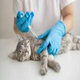 （分類：）位於 。 由 441forcat 提交（商品編號 1377760766，圖片 1）。簡介： 。