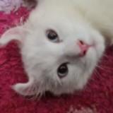 (Kategori: ) berada di . Dikirim oleh n1nd4h (ID iklan 1368761001, Gambar 1). Deskripsi: .