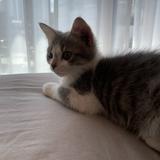 由 yuzu817 (刊登 ID 1381813654，圖片 1) 提交，位於 的 (類別：)，說明：。