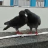(Category: ) located in . Submitted by dvaaaaaaa (Listing ID 1385656578, Image 1). Description: .