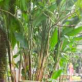 (Kategori: ) berada di . Dikirim oleh raddish_ (ID iklan 1356894783, Gambar 1). Deskripsi: .