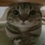 (Category: ) located in . Submitted by riceoven (Listing ID 1376209532, Image 1). Description: .