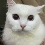 (Kategori: ) berada di . Dikirim oleh past.loved (ID iklan 1304822065, Gambar 1). Deskripsi: .