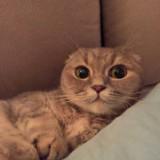 （分類：）位於 。 由 auuuuuu0505 提交（商品編號 1322030035，圖片 1）。簡介： 。