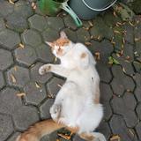 (Kategori: ) berada di . Dikirim oleh bagol79 (ID iklan 1383028095, Gambar 1). Deskripsi: .