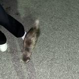 (Category: ) located in . Submitted by sneickers (Listing ID 1450015797, Image 1). Description: .