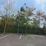 (Kategori: ) berada di . Dikirim oleh velonaid (ID iklan 1305213895, Gambar 1). Deskripsi: .