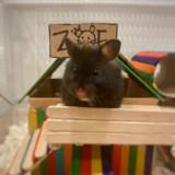 (Category: ) located in . Submitted by andjongg (Listing ID 1346337386, Image 1). Description: .