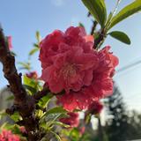由 etresusan (刊登 ID 1309715426，圖片 1) 提交，位於 的 (類別：)，說明：。