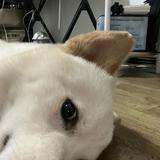 (Category: ) located in . Submitted by KaelClay (Listing ID 1291585858, Image 1). Description: .