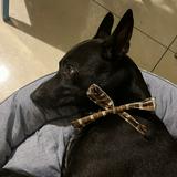 由 liliyyyyy (刊登 ID 1384174542，圖片 1) 提交，位於 的 (類別：)，說明：。