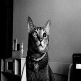 (Category: ) located in . Submitted by boo.jonathan (Listing ID 1373545777, Image 1). Description: .