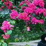 (Kategori: ) berada di . Dikirim oleh prelovedbyme_smg (ID iklan 1380216166, Gambar 1). Deskripsi: .