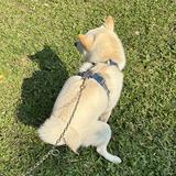 由 abcdekkk (刊登 ID 1381254650，圖片 1) 提交，位於 的 (類別：)，說明：。