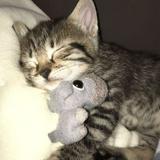 (Category: ) located in . Submitted by kirbi06 (Listing ID 1445398571, Image 1). Description: .