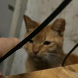 （分類：）位於 。 由 brooooooooooch 提交（商品編號 1358623732，圖片 1）。簡介： 。