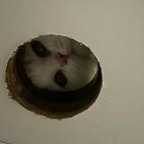 由 cookienicecream (刊登 ID 1380093282，圖片 1) 提交，位於 的 (類別：)，說明：。