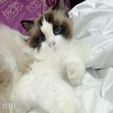 由 melissa_wang (刊登 ID 1331866077，圖片 1) 提交，位於 的 (類別：)，說明：。