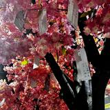 （分類：）位於 。 由 0.7__26 提交（商品編號 1346820107，圖片 1）。簡介： 。