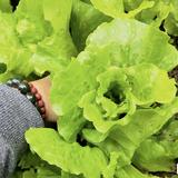 （分類：）位於 。 由 flowerkingsir 提交（商品編號 1352006814，圖片 1）。簡介： 。