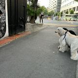 由 irissssecondhand (刊登 ID 1384013485，圖片 1) 提交，位於 的 (類別：)，說明：。