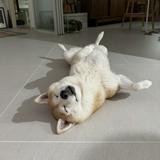 (Category: ) located in . Submitted by shibatheshiba (Listing ID 1349333221, Image 1). Description: .
