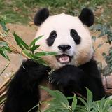 由 angelyu590 (刊登 ID 1383378498，圖片 1) 提交，位於 的 (類別：)，說明：。