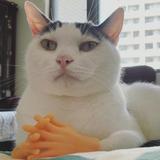 由 emo2013 (刊登 ID 1384929474，圖片 1) 提交，位於 的 (類別：)，說明：。