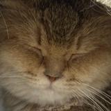 (Category: ) located in . Submitted by steeeeeggg_01506 (Listing ID 1315667567, Image 1). Description: .