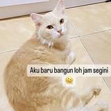(Kategori: ) berada di . Dikirim oleh yumarein (ID iklan 1385544249, Gambar 1). Deskripsi: .