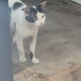 (Kategori: ) berada di . Dikirim oleh cutiepiethrift (ID iklan 1383712255, Gambar 1). Deskripsi: .