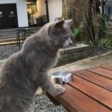 (Kategori: ) berada di . Dikirim oleh Asyifa_apr (ID iklan 1385698125, Gambar 1). Deskripsi: .