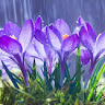 (Category: ) located in . Submitted by brintharoy85705 (Listing ID 1451000305, Image 1). Description: .