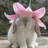 (Category: ) located in . Submitted by fluffyberries01 (Listing ID 1365084827, Image 1). Description: .